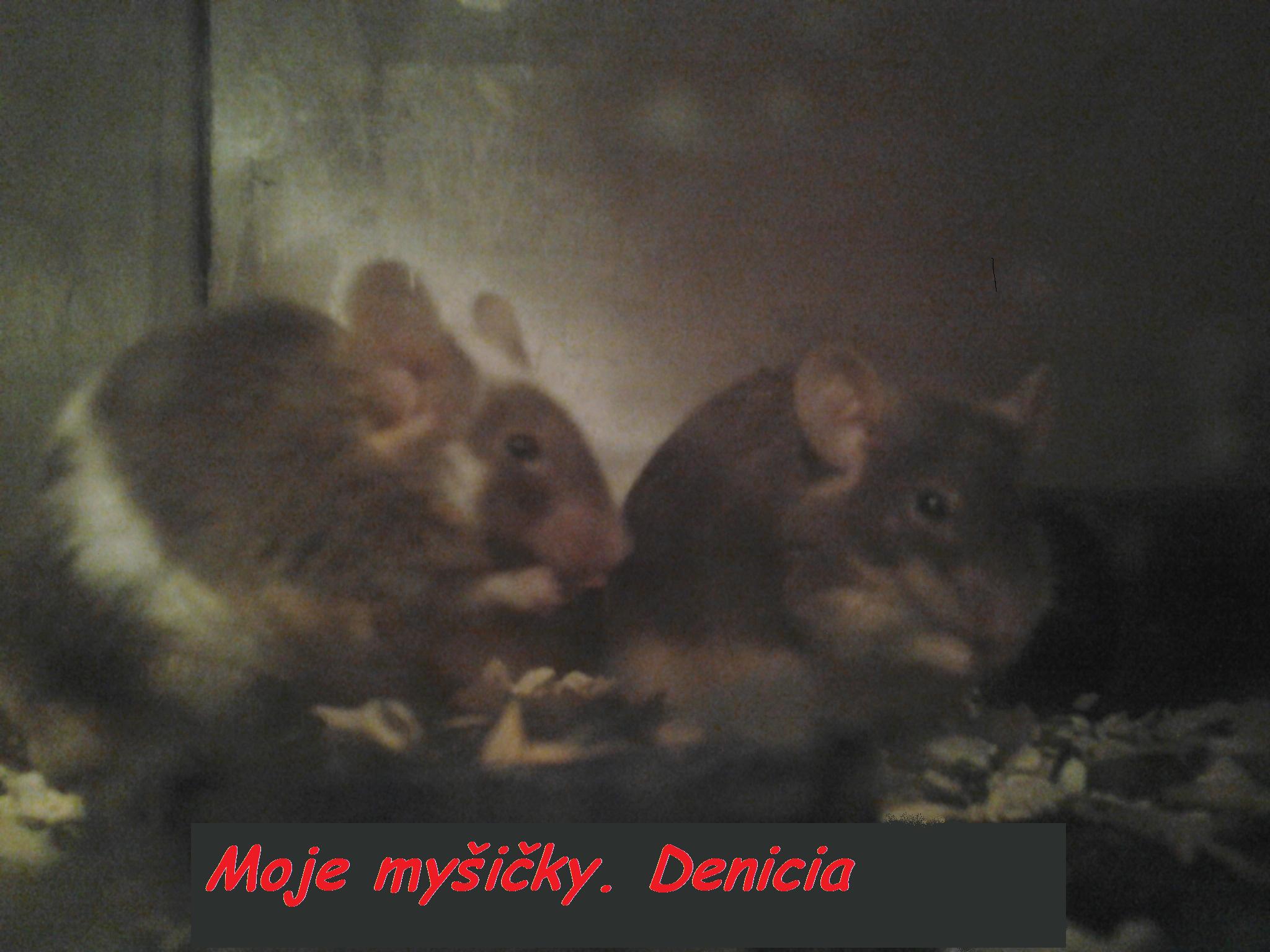 denicia mysicky
